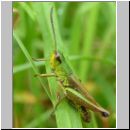 Chorthippus parallelus - Gemeiner Grashuepfer 01.jpg